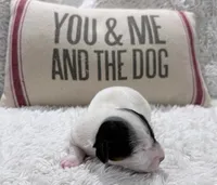 SCOUT, a male Jack Russell Terrier for sale in Paducah, KY – Photo 6 of 10