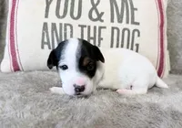 SCOUT, a male Jack Russell Terrier for sale in Paducah, KY – Photo 3 of 10