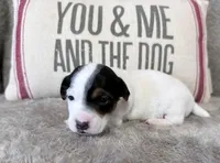 SCOUT, a male Jack Russell Terrier for sale in Paducah, KY – Photo 5 of 10