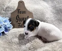 SCOUT, a male Jack Russell Terrier for sale in Paducah, KY – Photo 1 of 10