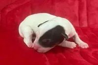 SCOUT, a male Jack Russell Terrier for sale in Paducah, KY – Photo 2 of 10