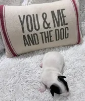 SCOUT, a male Jack Russell Terrier for sale in Paducah, KY – Photo 7 of 10