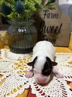 SCOUT, a male Jack Russell Terrier for sale in Paducah, KY – Photo 8 of 10