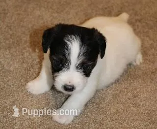 ELSIE - BROKEN COAT – Jack Russell Terrier puppy for sale in Paducah, KY