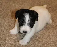 ELSIE - BROKEN COAT, a female Jack Russell Terrier for sale in Paducah, KY – Photo 2 of 6