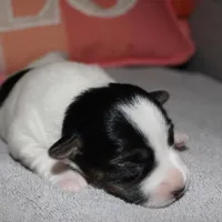 ELSIE - BROKEN COAT, a female Jack Russell Terrier for sale in Paducah, KY – Photo 5 of 6