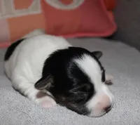 ELSIE - BROKEN COAT, a female Jack Russell Terrier for sale in Paducah, KY – Photo 2 of 3