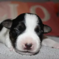 ELSIE - BROKEN COAT, a female Jack Russell Terrier for sale in Paducah, KY – Photo 4 of 6