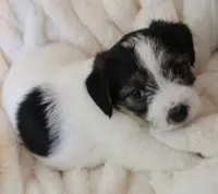 ELSIE - BROKEN COAT, a female Jack Russell Terrier for sale in Paducah, KY – Photo 1 of 6