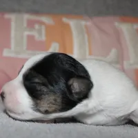 ELSIE - BROKEN COAT, a female Jack Russell Terrier for sale in Paducah, KY – Photo 6 of 6