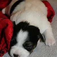 ELSIE - BROKEN COAT, a female Jack Russell Terrier for sale in Paducah, KY – Photo 3 of 6