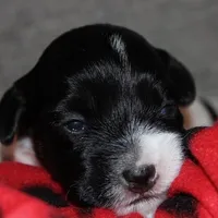 LULU - BROKEN COAT , a female Jack Russell Terrier for sale in Paducah, KY – Photo 1 of 6