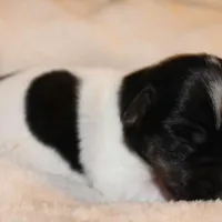 LULU - BROKEN COAT , a female Jack Russell Terrier for sale in Paducah, KY – Photo 4 of 6