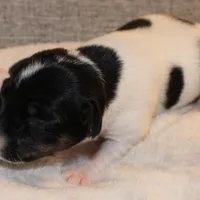 LULU - BROKEN COAT , a female Jack Russell Terrier for sale in Paducah, KY – Photo 3 of 6