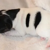 LULU - BROKEN COAT , a female Jack Russell Terrier for sale in Paducah, KY – Photo 6 of 6