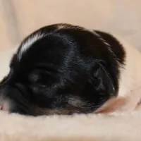 LULU - BROKEN COAT , a female Jack Russell Terrier for sale in Paducah, KY – Photo 5 of 6