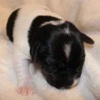 LULU - BROKEN COAT , a female Jack Russell Terrier for sale in Paducah, KY – Photo 2 of 6