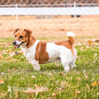 SSJR LITTLE MAN TATUM