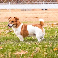 SSJR LITTLE MAN TATUM, a male Jack Russell Terrier for sale in Paducah, KY – Photo 1 of 2