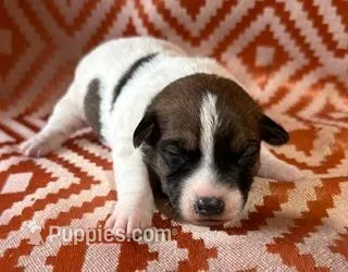 4 RIVERS BUSTER BROWN  – Jack Russell Terrier puppy for sale in Paducah, KY