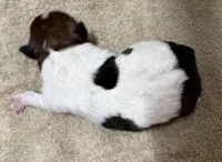 4 RIVERS BUSTER BROWN , a male Jack Russell Terrier for sale in Paducah, KY – Photo 2 of 2