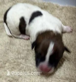 4 RIVERS BUSTER BROWN  – Jack Russell Terrier puppy for sale in Paducah, KY