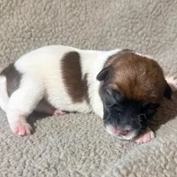 BONNIE AKC BROKEN COAT , a female Jack Russell Terrier for sale in Paducah, KY – Photo 3 of 4