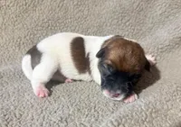 BONNIE AKC BROKEN COAT , a female Jack Russell Terrier for sale in Paducah, KY – Photo 3 of 4