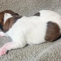 BONNIE AKC BROKEN COAT , a female Jack Russell Terrier for sale in Paducah, KY – Photo 2 of 4