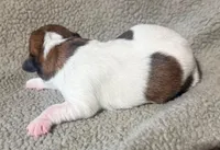 BONNIE AKC BROKEN COAT , a female Jack Russell Terrier for sale in Paducah, KY – Photo 2 of 4