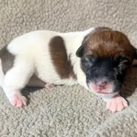 BONNIE AKC BROKEN COAT , a female Jack Russell Terrier for sale in Paducah, KY – Photo 1 of 4