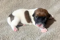 BONNIE AKC BROKEN COAT , a female Jack Russell Terrier for sale in Paducah, KY – Photo 1 of 4