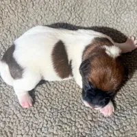 BONNIE AKC BROKEN COAT , a female Jack Russell Terrier for sale in Paducah, KY – Photo 4 of 4