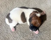 BONNIE AKC BROKEN COAT , a female Jack Russell Terrier for sale in Paducah, KY – Photo 4 of 4