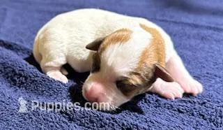 4 RIVERS REBA JR  – Jack Russell Terrier puppy for sale in Paducah, KY