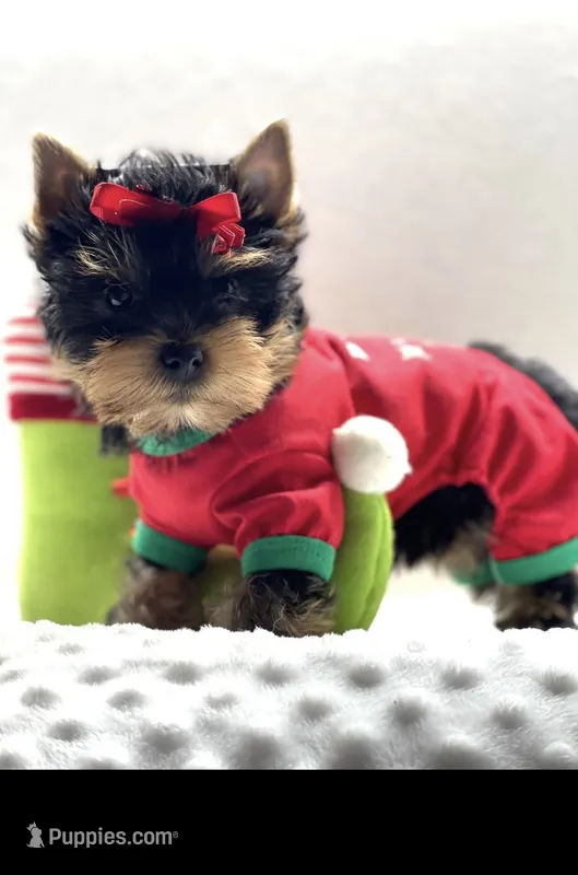 Royalty Yorkies  – Yorkshire Terrier puppy for sale in West Point, GA