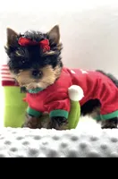 Royalty Yorkies , a female Yorkshire Terrier for sale in West Point, GA – 1 of 1