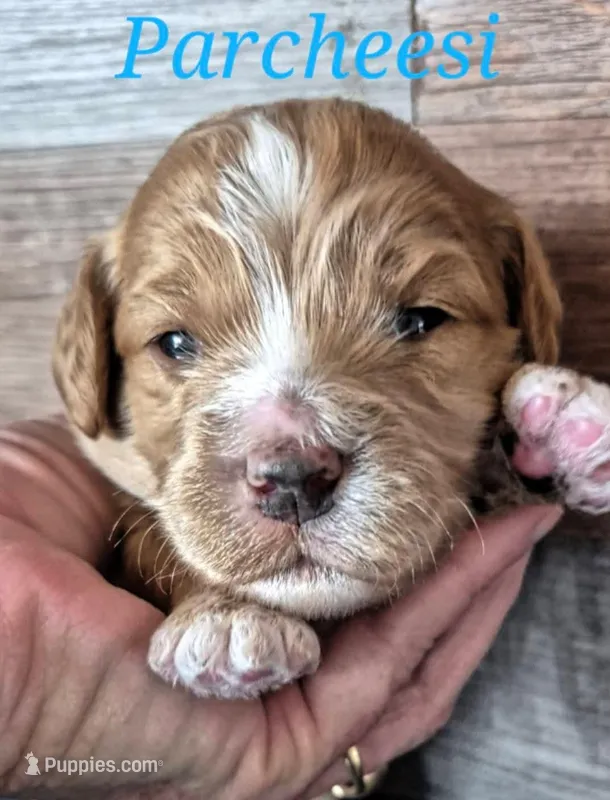 Parcheesi  – Miniature Labradoodle puppy for sale in Sussex, WI