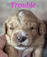 TROUBLE, a female Miniature Labradoodle for sale in Sussex, WI – Photo 3 of 3