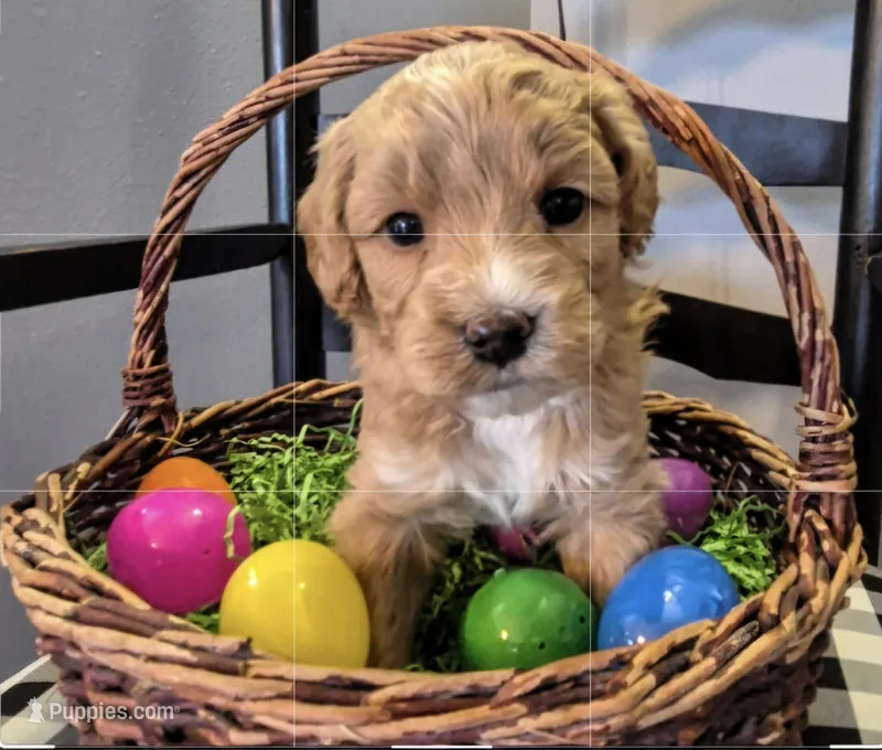 TROUBLE – Miniature Labradoodle puppy for sale in Sussex, WI