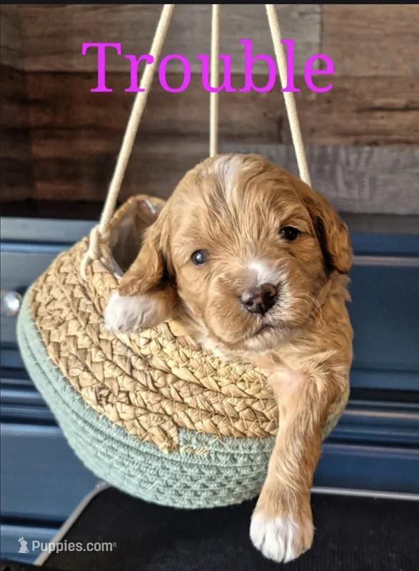 TROUBLE – Miniature Labradoodle puppy for sale in Sussex, WI