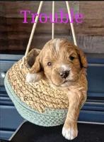 TROUBLE, a female Miniature Labradoodle for sale in Sussex, WI – Photo 1 of 3