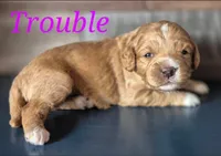 TROUBLE, a female Miniature Labradoodle for sale in Sussex, WI – Photo 2 of 3
