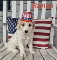 Bunco, a male Miniature Labradoodle for sale in Sussex, WI – 3 of 8