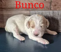 Bunco, a male Miniature Labradoodle for sale in Sussex, WI – Photo 2 of 2