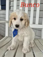 Bunco, a male Miniature Labradoodle for sale in Sussex, WI – 1 of 8