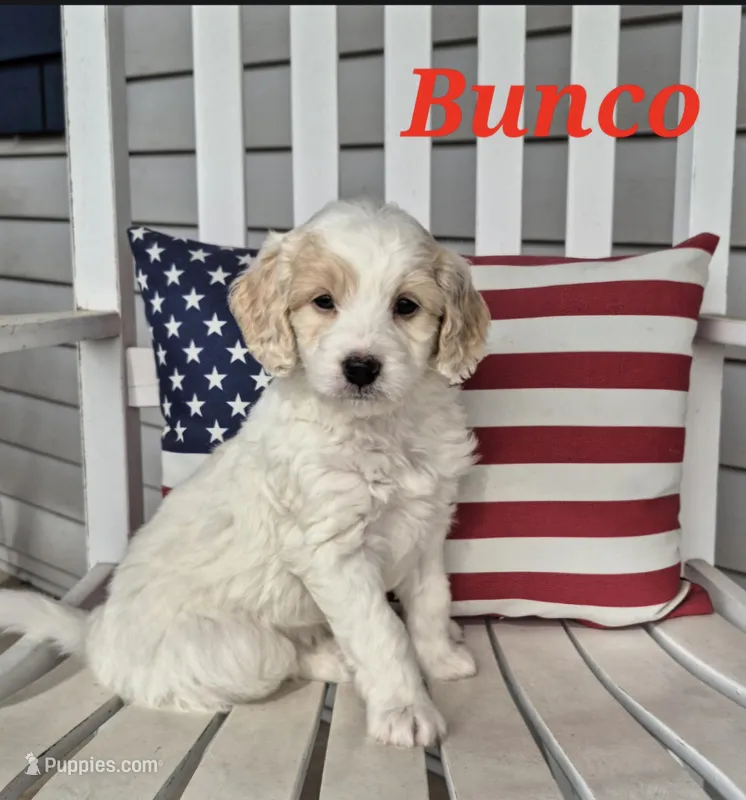 Bunco – Miniature Labradoodle puppy for sale in Sussex, WI