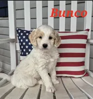 Bunco, a male Miniature Labradoodle for sale in Sussex, WI – 2 of 8