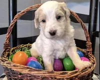 Bunco, a male Miniature Labradoodle for sale in Sussex, WI – 4 of 8