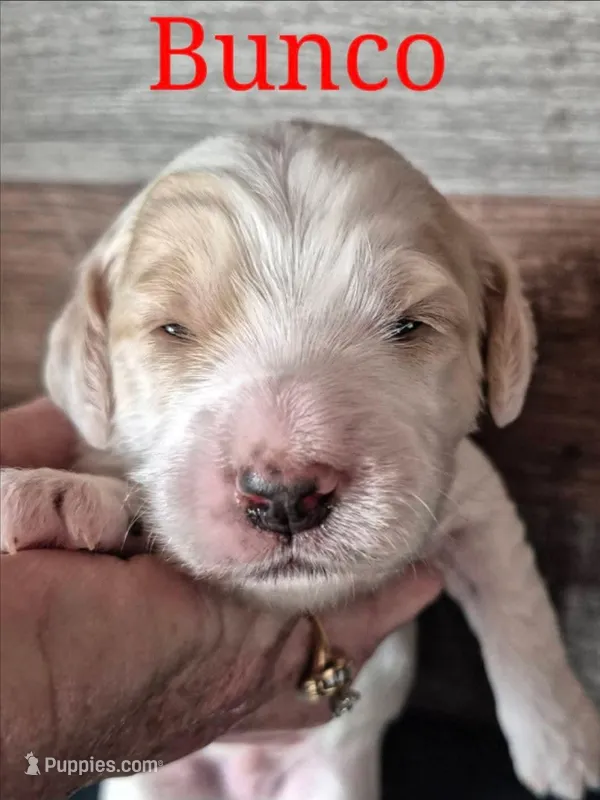 Bunco – Miniature Labradoodle puppy for sale in Sussex, WI